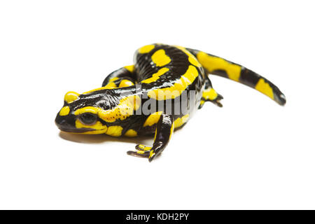Libre de Fire Salamander (Salamandra salamandra) sur un fond blanc Banque D'Images