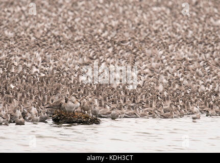 Un énorme troupeau de la torsade roost sur une gravière à l'île King's Lynn en attente de la marée d'automne pour qu'ils puissent retourner dans les vasières pour nourrir, Norfolk Banque D'Images