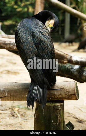 Grand cormoran oiseau dans la séance du matin sur un journal à la caméra en couvrant son visage avec propres ailes. Banque D'Images