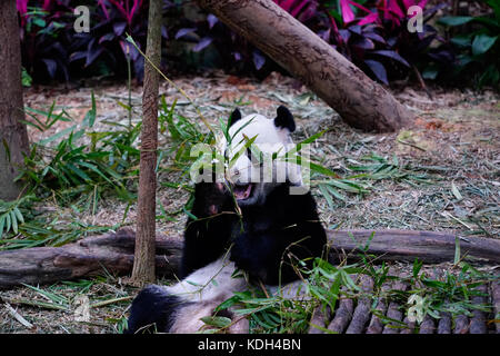 Big panda assis et se nourrir lui-même en mangeant des feuilles de bambou vert à l'extérieur dans le zoo. Banque D'Images