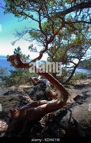 Parc East Sooke, près de Victoria, BC, Canada est l'endroit idéal pour une promenade ou un dimanche randonnée plus longue Banque D'Images