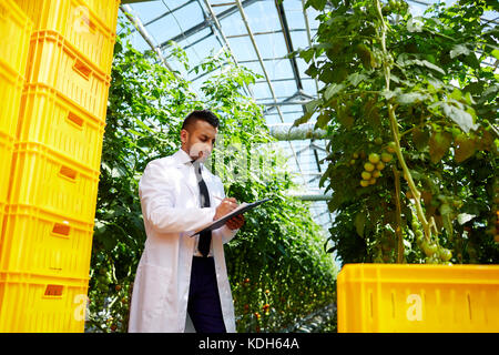 Ingénieur agro-blanchon en faisant la recherche dans hothouse parmi la végétation de tomate Banque D'Images