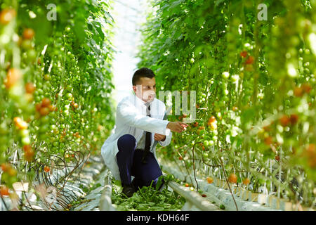 Travailleur assis sur serre contemporaine s'accroupit dans couloir entre les plants de tomates et de l'apprentissage de leurs caractéristiques Banque D'Images