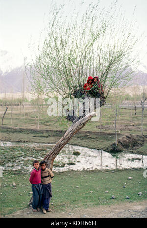 Enfants jouant dans un arbre près de Skardu, la haute vallée de l'Indus, au Cachemire, au Pakistan, en 1990. Banque D'Images