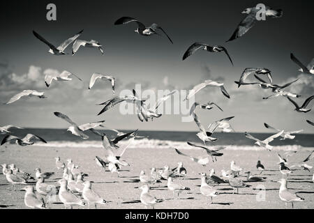 Groupe d'un grand nombre de goélands à empty Beach en Normandie à l'automne Banque D'Images