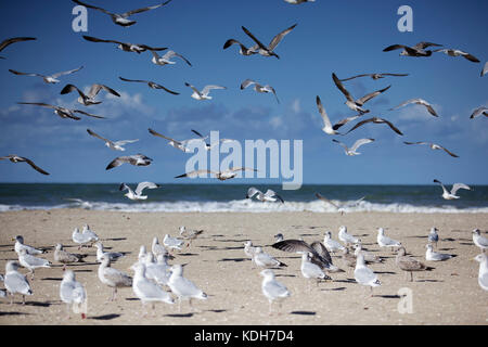 Groupe d'un grand nombre de goélands à empty Beach en Normandie à l'automne Banque D'Images