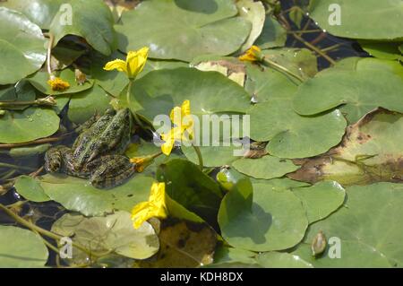 Grenouille comestible - grenouille verte (Rana esculenta) sur coeur flottant jaune - nénupharislie à franges (Nymphoides peltata) en été Banque D'Images