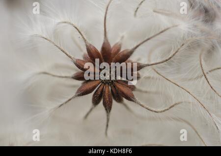 Old Man's Beard - Traveler's Joy (Clematis vitalba) fleurit en graines en hiver Banque D'Images