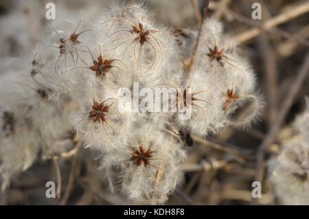 Old Man's Beard - Traveler's Joy (Clematis vitalba) fleurit en graines en hiver Banque D'Images