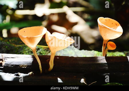 Tasse de champignons champignons de saison des pluies sur le tronc de l'arbre dans la forêt Banque D'Images