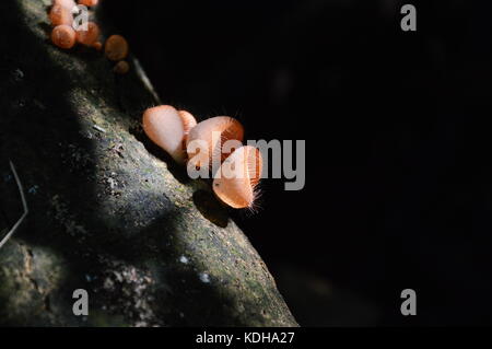 Tasse de champignons champignons de saison des pluies sur le tronc de l'arbre dans la forêt Banque D'Images