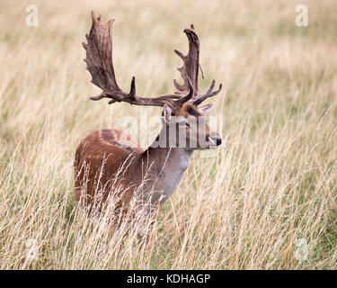 Deer in grass Banque D'Images