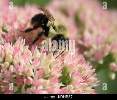 Gros plan du bourdon comme il marche sur une jolie plante sedum rose Banque D'Images