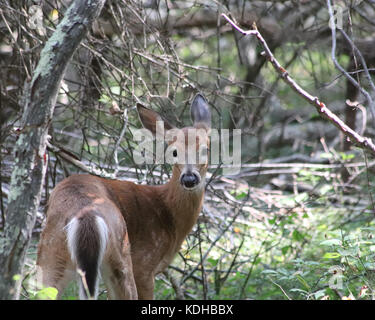 Le cerf chers à épaulement vers plus de randonneurs sur un sentier dans trustom pond National Wildlife Refuge à south kingstown, Rhode Island Banque D'Images