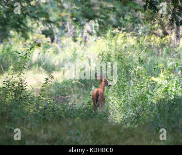 Le cerf timide faon dans un pré près d'un sentier de randonnée à trustom pond National Wildlife Refuge Banque D'Images