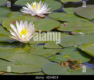 Un étang couvert de lily avec des fleurs blanches et les ouaouarons au repos Banque D'Images