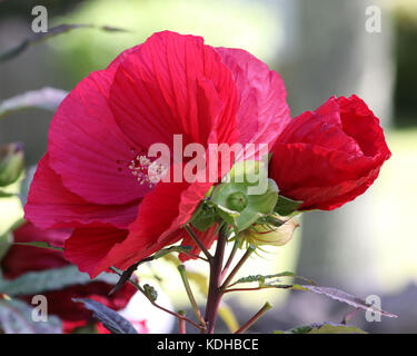 La mauve rose plante appelée aussi Hibiscus moscheutos Ketmie des marais et des fleurs rouge géant a la taille d'assiettes et préfère la mi-ombre Banque D'Images