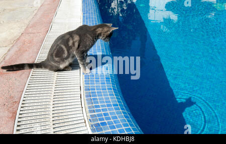 Un chat errant regarde son reflet dans une piscine à Paphos, Chypre. Banque D'Images