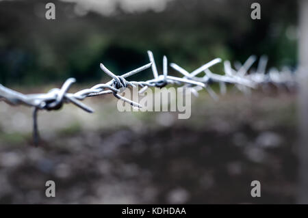 Nouvelles du fil de fer barbelé avec goutte après la pluie avec un arrière-plan flou de mise au point sélectionnée.. Banque D'Images