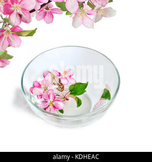 Fresh pink ou pommier fleurs flottant dans le bol en verre avec de l'eau, isolé sur un fond blanc. traitement spa, aromathérapie et skincar Banque D'Images