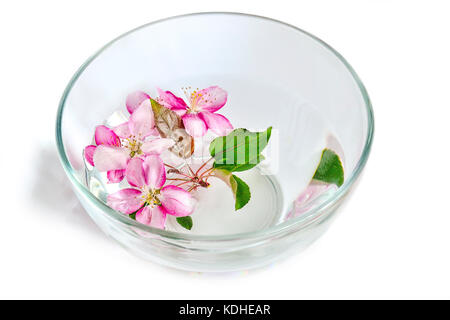 Fresh pink ou pommier fleurs flottant dans le bol en verre avec de l'eau. traitement spa, l'aromathérapie et soins concept Banque D'Images