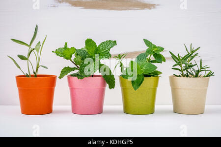 Divers types d'herbes du jardin en pots de couleur blanche avec fond en bois miteux. menthe verte, menthe poivrée, sauge et romarin planté dans des pots. Banque D'Images