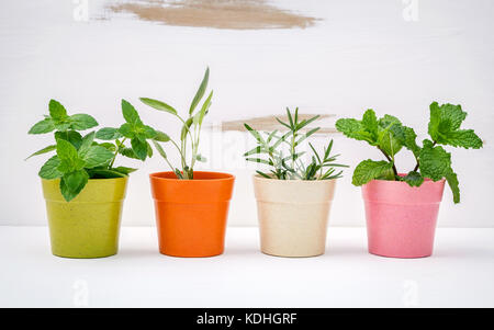 Divers types d'herbes du jardin en pots de couleur blanche avec fond en bois miteux. menthe verte, menthe poivrée, sauge et romarin planté dans des pots. Banque D'Images