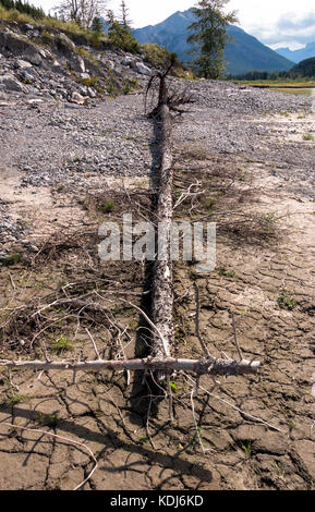 Un grand arbre s'est échoué sur un lac dans la région de Kananaskis. Banque D'Images