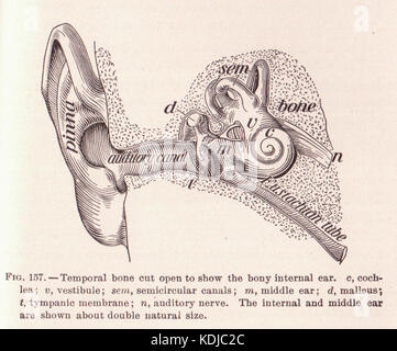 Page 241 de l'oreille interne Banque D'Images