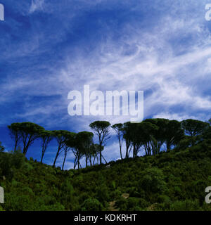 Groupe d'arbres et ciel avec des nuages Banque D'Images