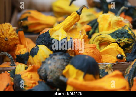 Un affichage de squash sur un marché agricole Banque D'Images