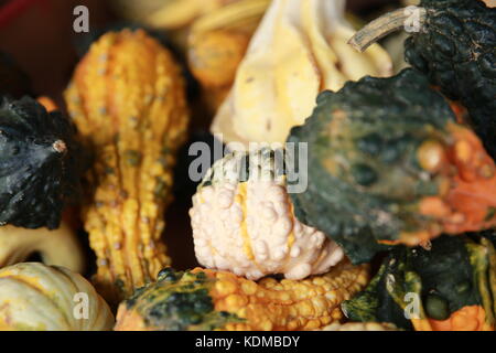 Un affichage de squash sur un marché agricole. Banque D'Images