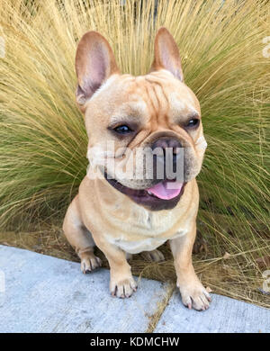 Tan jeune Bouledogue Français Portrait. Banque D'Images