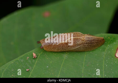 Close up image d'une limace rampant sur feuille verte Banque D'Images