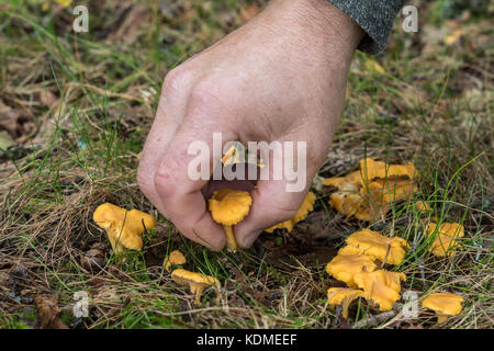 Main d'un homme la cueillette de champignons forestiers les chanterelles Banque D'Images