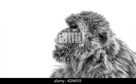 Gibraltar singe macaque en noir et blanc Banque D'Images