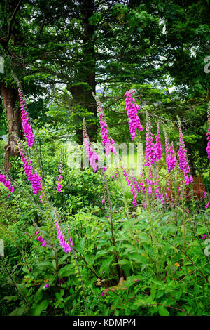 Foxgloves- John Gollop Banque D'Images