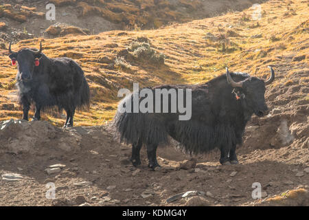 Les yacks domestiques, Bos grunniens sur gampa pass, Shannan, Tibet, Chine Banque D'Images