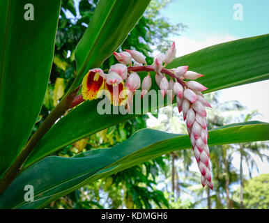 Fleur de Curcuma longa au jardin botanique de Highlands, l'île Maurice. Banque D'Images