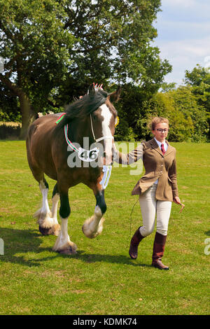 Les jeunes handler avec Shire Horse à discuter à afficher Banque D'Images