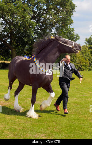 Shire Horse et de gestionnaire à discuter à afficher Banque D'Images