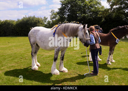 Shire Chevaux à dompter Show Banque D'Images