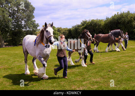 Shire Chevaux à dompter Show Banque D'Images