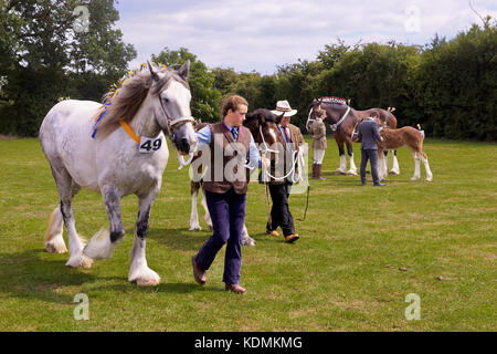 Shire Chevaux à dompter Show Banque D'Images