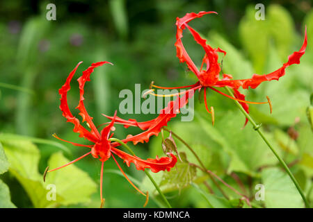 Fleurs gloriosa Banque D'Images