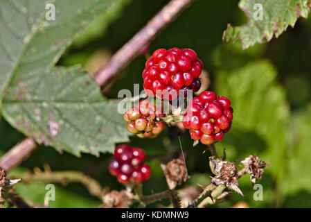 Framboises sauvages avec des feuilles vertes dans l'arrière-plan Banque D'Images