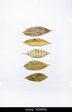 Les feuilles de laurier séchées isolated on white background with copy space. Banque D'Images