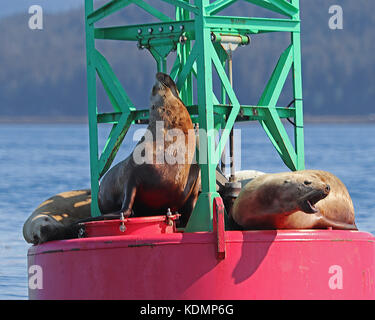 Libre de l'otarie de Steller (Eumetopias jubatus) bénéficiant d'une belle journée de l'Alaska sur une bouée. Banque D'Images