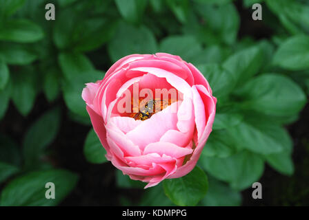 Pivoine rose qui fleurit à la fin du printemps jardin Banque D'Images