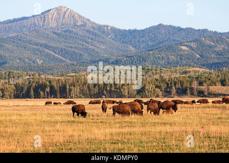 Troupeau de bisons paissant dans les plaines dans le parc national de Grand Teton, Wyoming, USA Banque D'Images